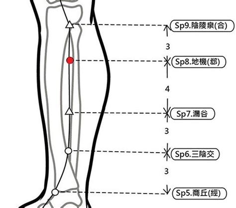 地機穴氣結|穴位保健─地機穴（調血糖除經痛）